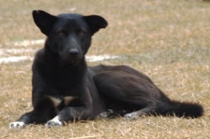 Picture of our canine friend who needed human company.