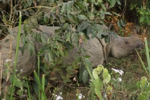 Picture of wild rhino within feet of our position.