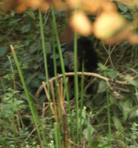Picture of fuzzy bear as it comes to get us! Picture of fuzzy bear as it comes to get us!