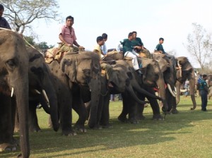 Picture of the starting line-up for one of the elephant races.